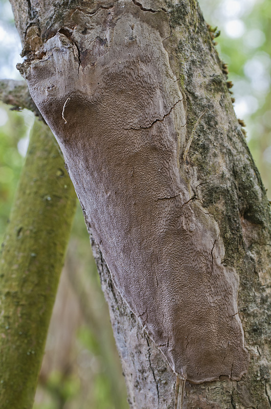 Phellinus punctatus